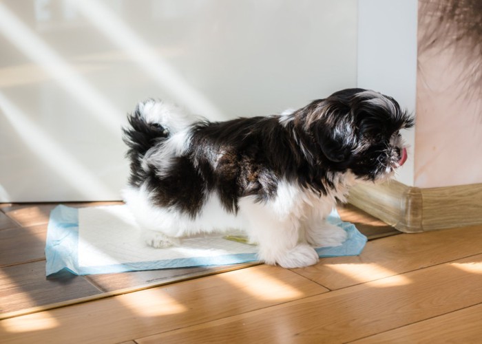 トイレシーツにおしっこをする犬