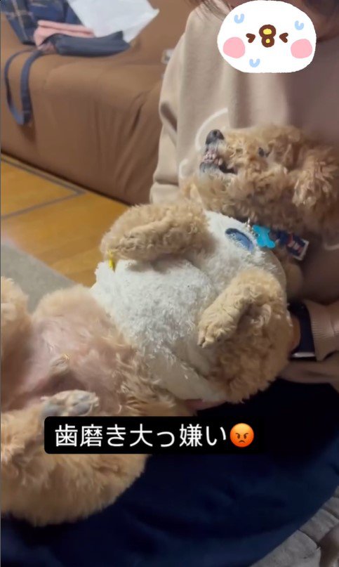 歯磨き嫌いのテンちゃんVSお母さん3