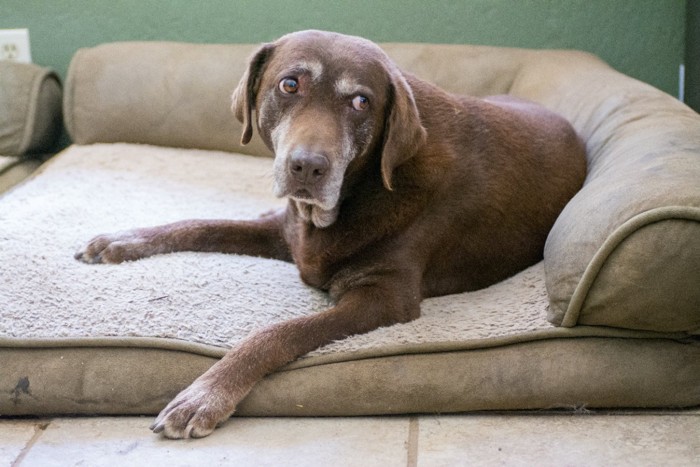 犬用ベッドでくつろぐラブラドールレトリーバー