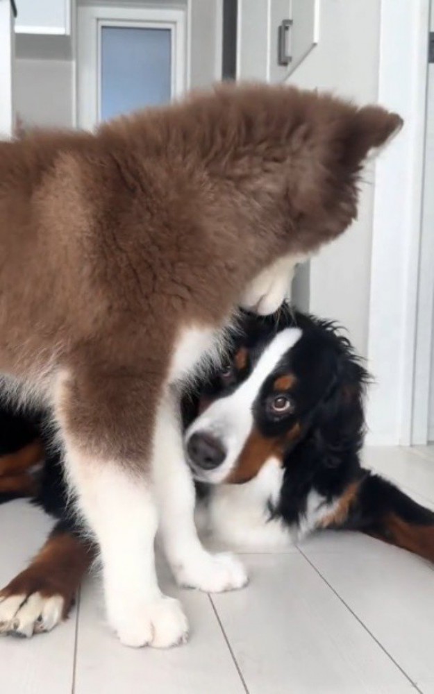 子犬に顔を近づける兄犬