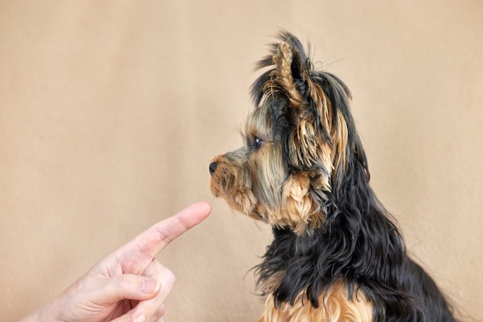 指示を出す飼い主の手から顔をそらすヨークシャーテリア