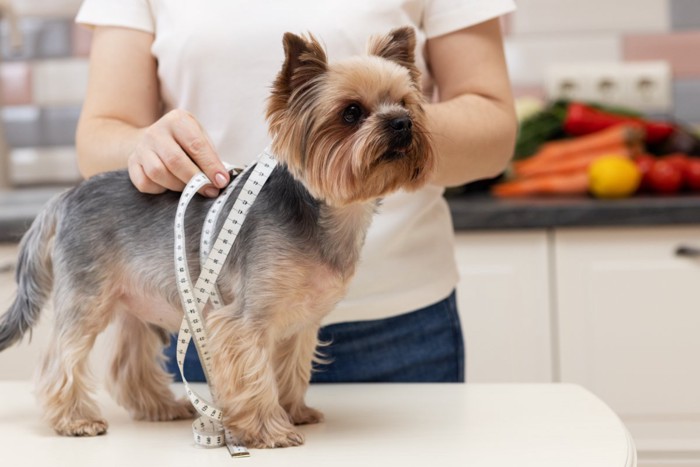 犬の胴を測定する