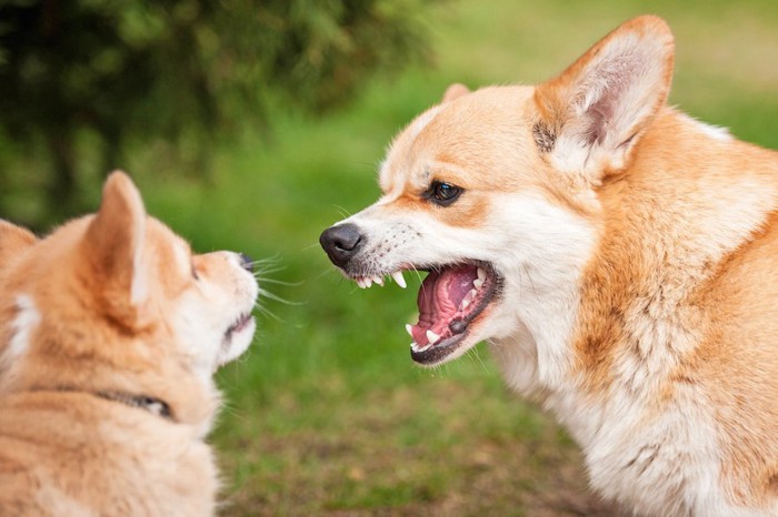 相手の犬に吠えるコーギー