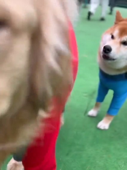 まだ怒っているどんちゃん