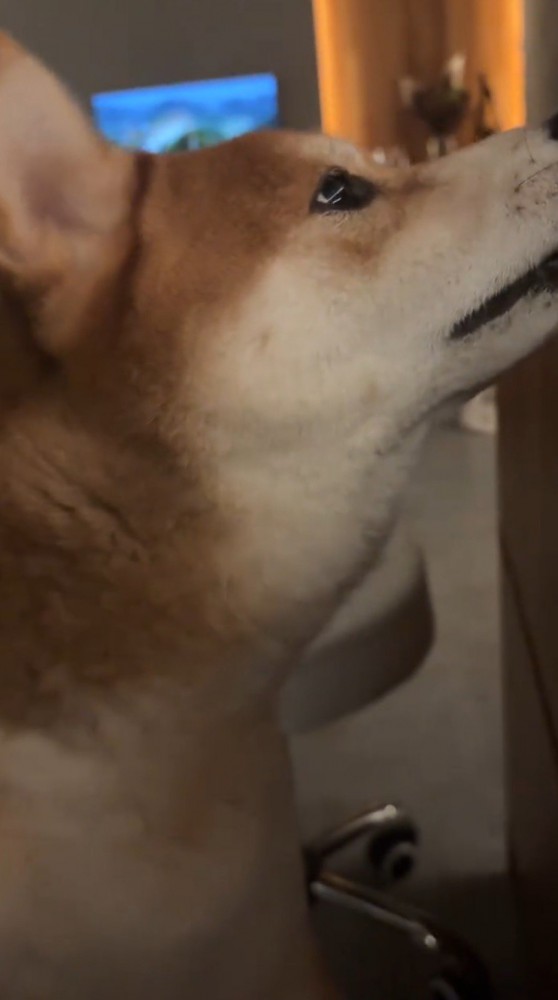 飼い主の膝に前足を乗せる犬