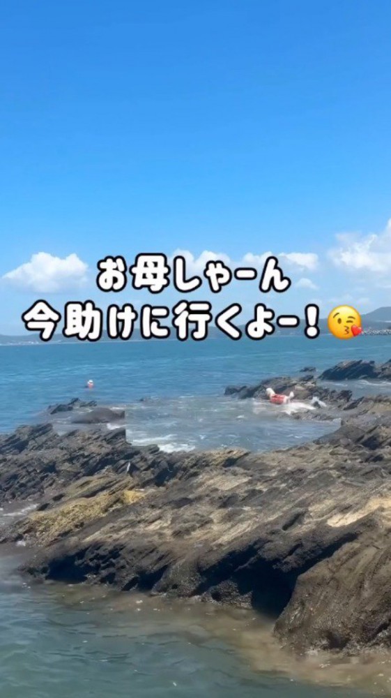 岩礁から海へ飛び込む犬