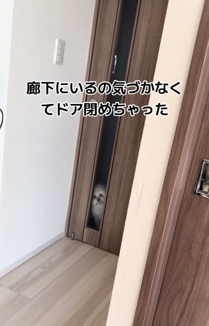閉じ込められてしまったぽてとちゃん