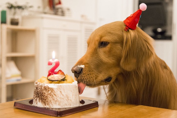 犬用のバースデーケーキを舐めるゴールデンレトリバー