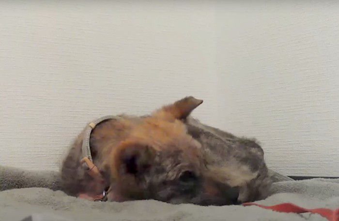 眠る子犬