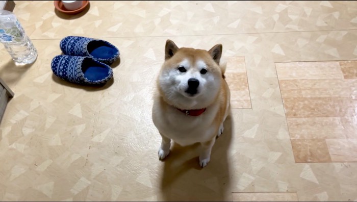 家族を見上げながらおすわりをする犬