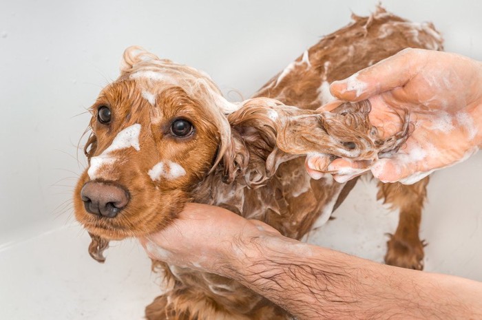 シャンプーされる茶色の犬