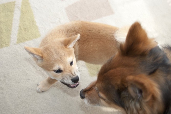 喧嘩をする二匹の犬