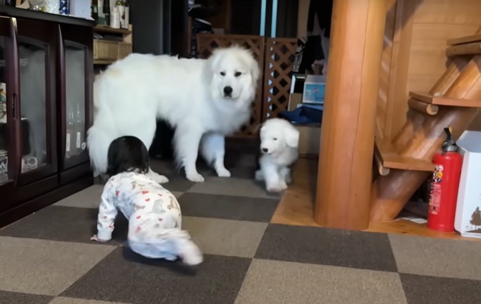 子供の後ろ姿と犬達