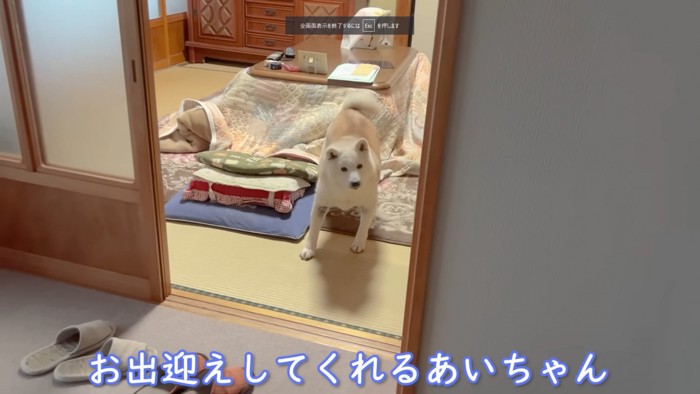 柴犬のあいちゃん