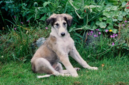 ボルゾイの子犬