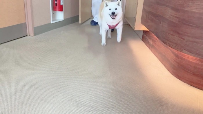 飼い主さん来た！！
