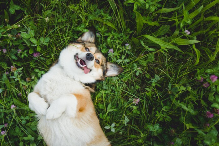 仰向けになる犬