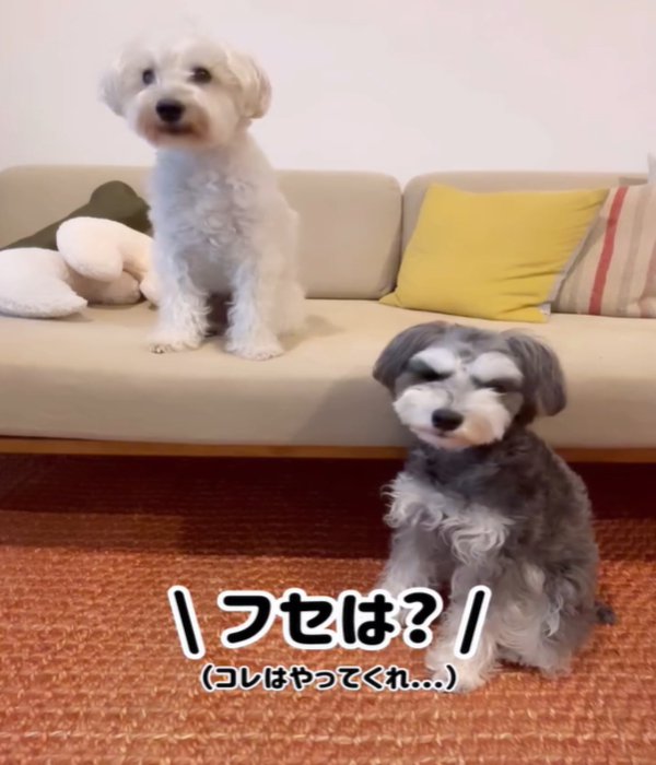 2匹の犬3