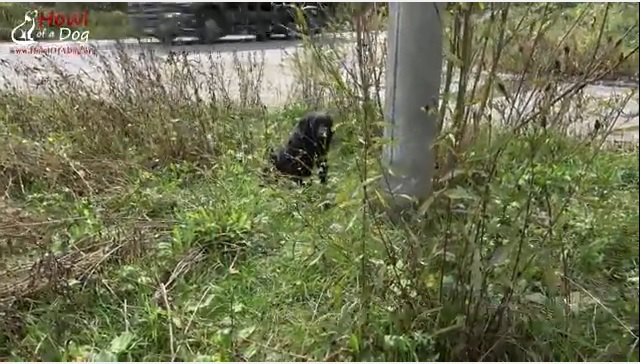 道路脇の犬