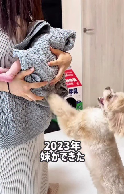 とろろちゃんに妹ができた!