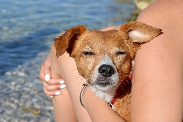 人と寄り添う犬