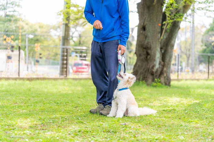 ドッグトレーニングをする小型犬