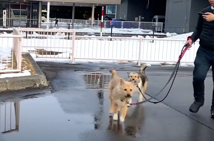 歩いてくる犬達