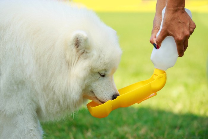 給水ボトルで水を飲むサモエド