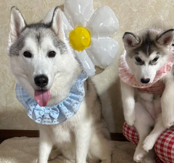妹