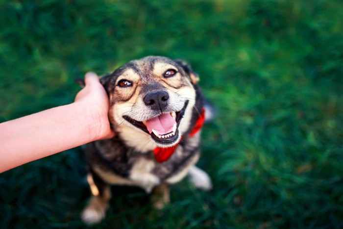 なでられている笑顔の犬