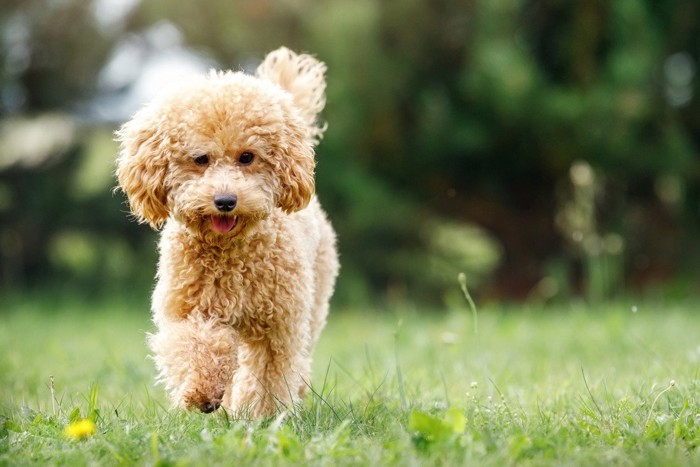 芝生を歩く犬