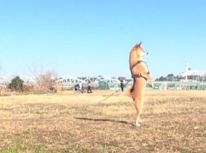 直立不動の姿勢に！！