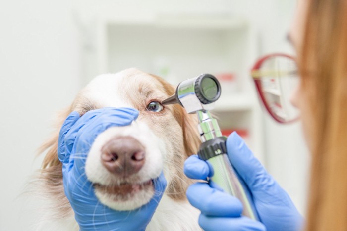 目を診察してもらう犬