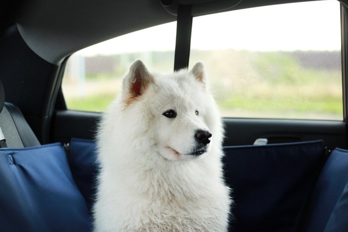 窓の外を見ている犬