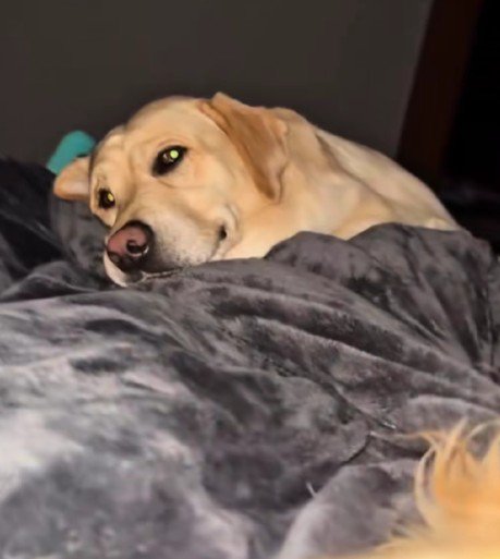 待ちに待った添い寝