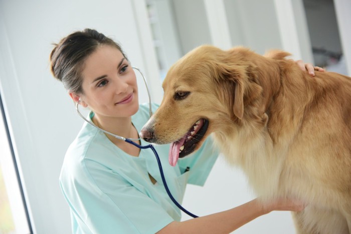 薄緑色の服の女性と犬