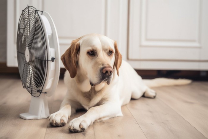 犬と扇風機