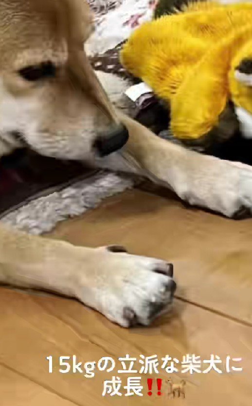 数年後…