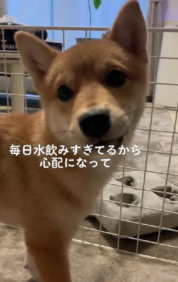 病気を抱えているのかも…