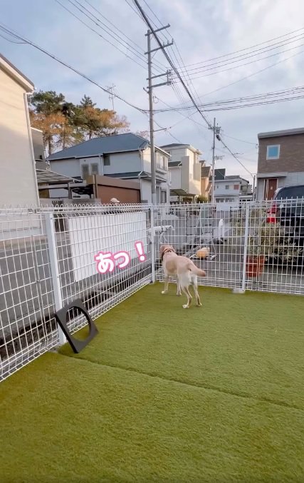 シオンくんに気づいたダッフィーちゃん