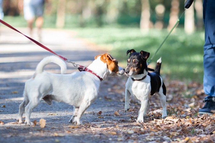 挨拶をする散歩中の犬