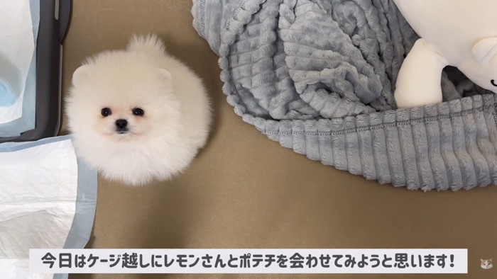 ポテチくんとレモンさんの初対面