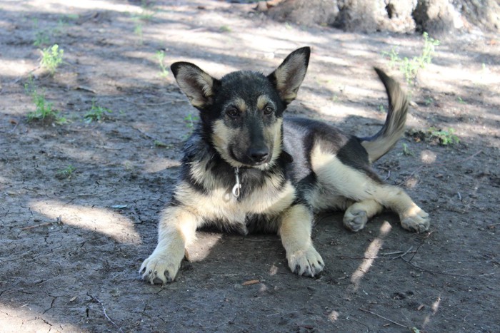 伏せてしっぽを振る犬