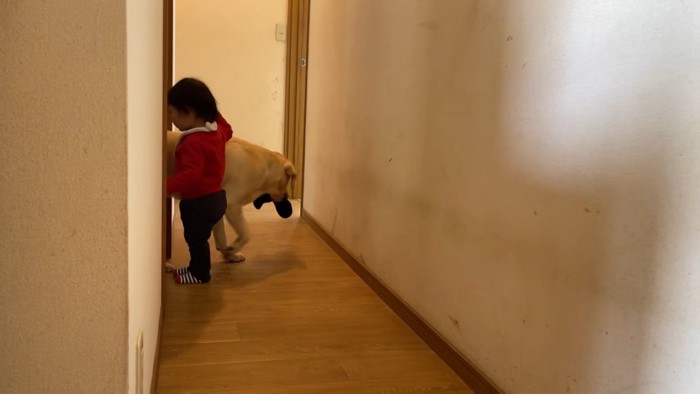 ゴンちゃんが靴下を盗みました！