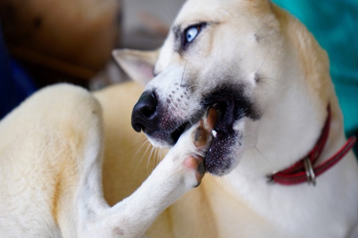 後ろ足を噛んでいる犬