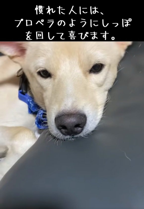 眠そうなわんこ