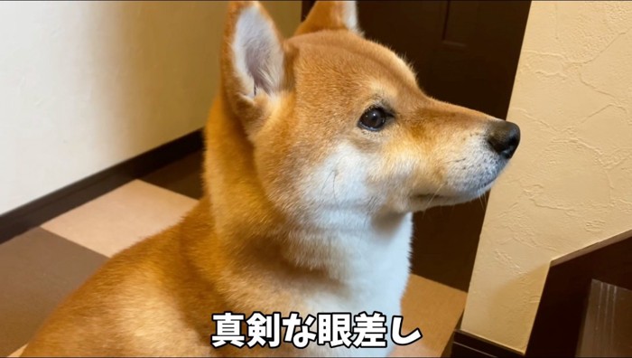 一点を見つめる犬