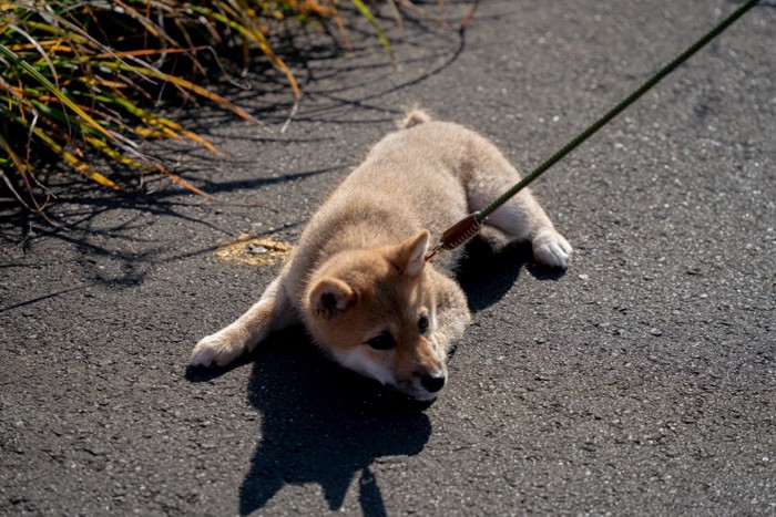 伏せる柴犬