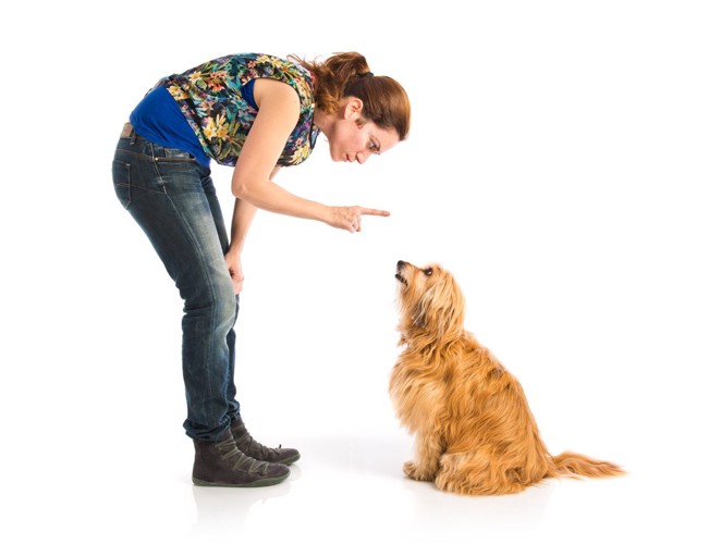 見上げる茶色犬と人