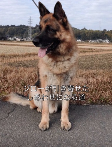 お座りする犬